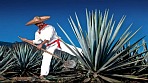 Ruta del Tequila Tour con salidas diariamente de su hotel o domicilio en Guadalajara.  Reserva