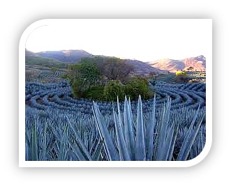 Campos de Agave Tequila fields 