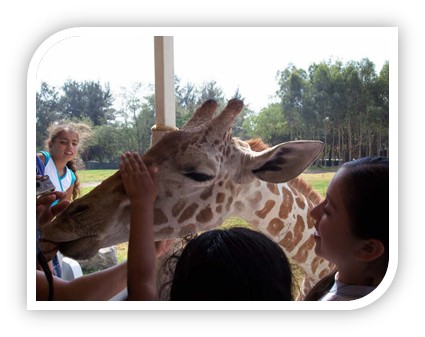 Zoologico Guadalajara Jirafas