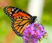 Monarc butterfly Mariposa monarca conocer visitar