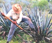 Visit Guadalajara Tequila Trail Tour Jalisco Mexico ruta del tequila
