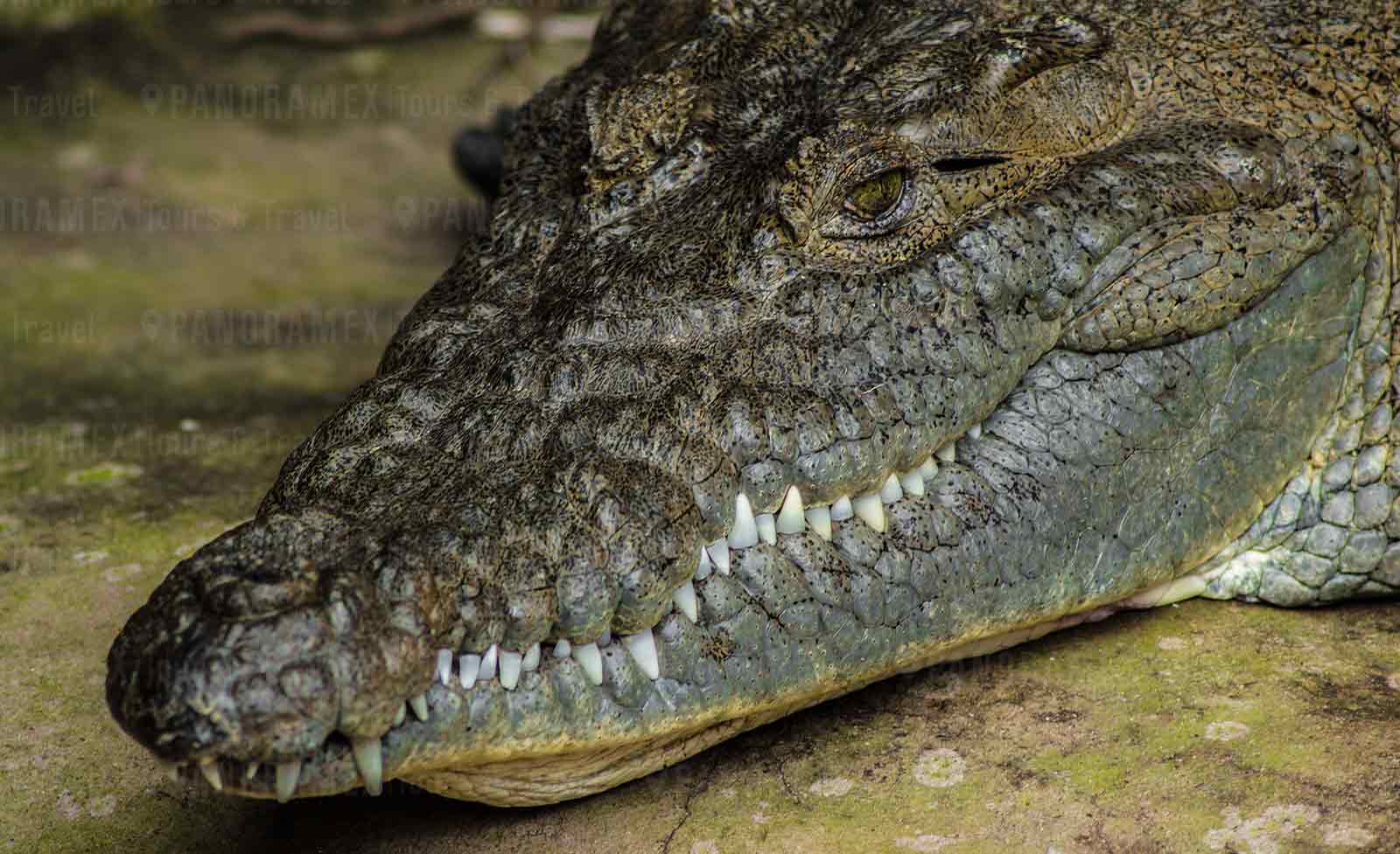 cocodrilo en la tovara tour san blas nayarit