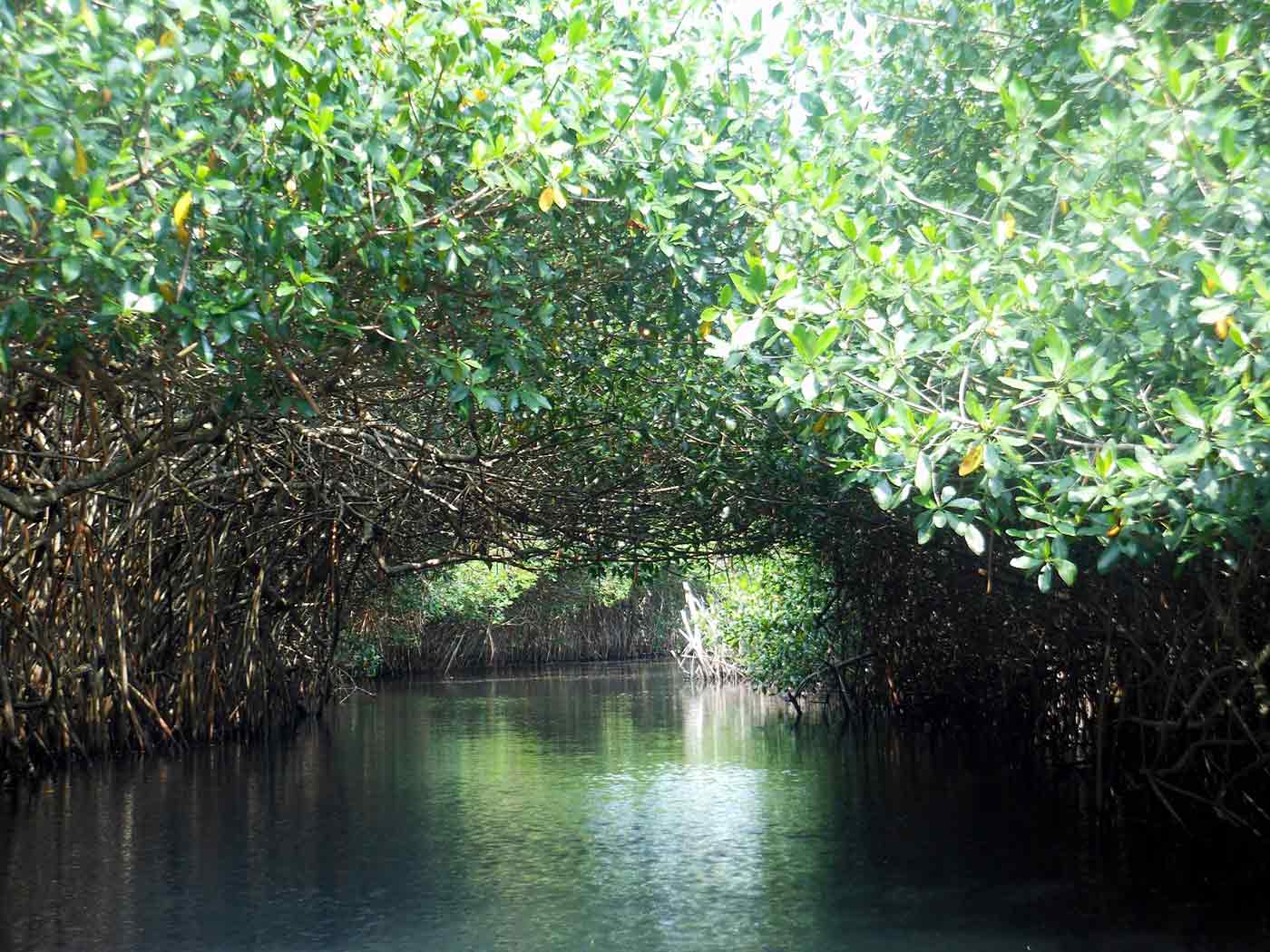 manglares en la tovara tour san blas nayarit