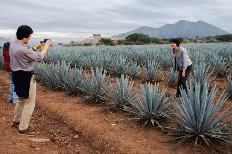 ¿Cuánto cuesta la Ruta del Tequila