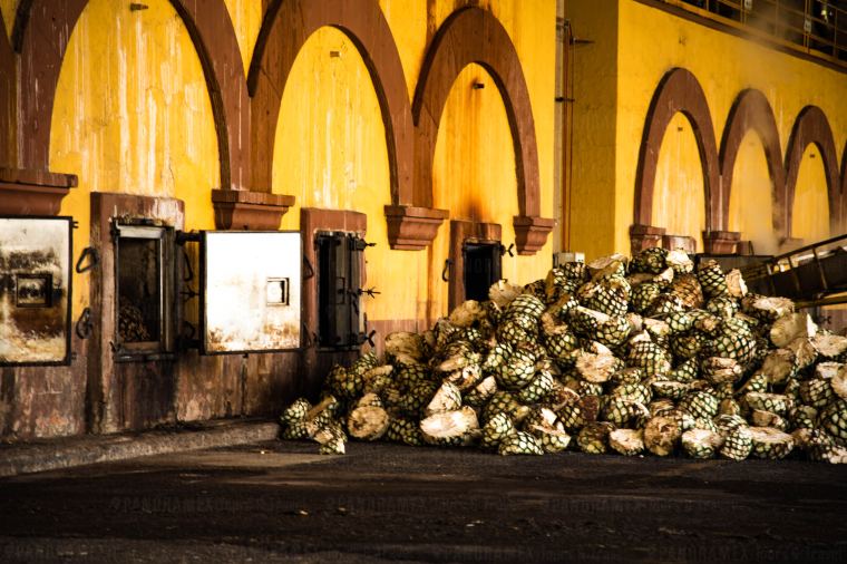 herradura tequila jalisco tour