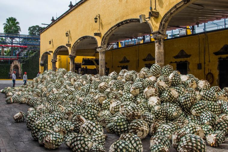 tequila tour in jalisco