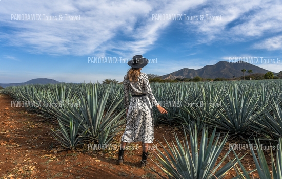 tequila jalisco tour ruta precios