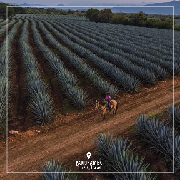 Tour Ruta del Tequila Guadalajara Mexico