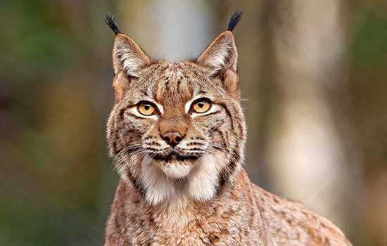zoologico de guadalajara lince en sus instalaciones de la calzada independencia a un costado de la barranca de huentitan