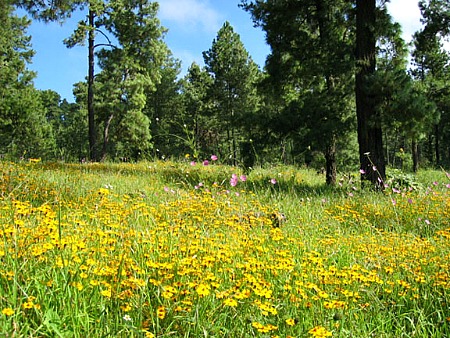 Picture of Spring National Park in Guadalajara primavera park